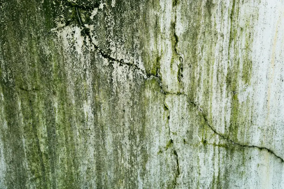 The Stone Guard Story: Dedicated to Mold-Free Homes in Killeen, TX